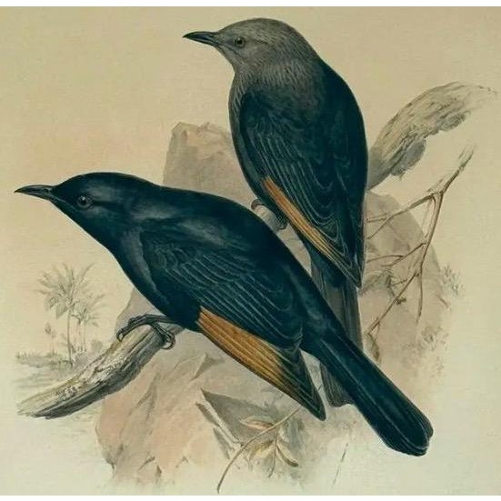 Victorian Original 19th Century John Gould & h.c. Richter Hand-Colored Lithograph – Amydrus Tristrami For Sale - Image 3 of 13