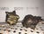 Pair of bronze turtles, excellent antique, 7 cm deep, 5.5 cm wide, 4 cm high