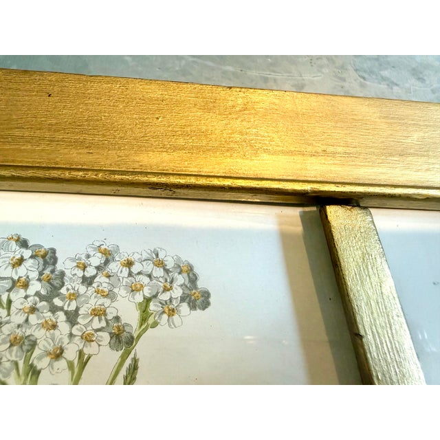Gold Vintage Botanical Prints From 'Familiar Wildflowers by Hulme, (A Framed Set of Four ), Stippled Technique ,C. 1890–1905 For Sale - Image 8 of 12