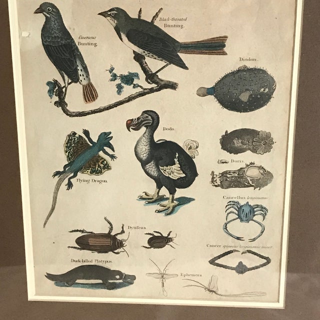 Late 19th Century Pair 19th C Hand Colored Engravings of Extinct Species For Sale - Image 5 of 15