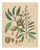 Amygdalus Communis, 1800s, Paper For Sale