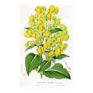 1877, Lady's Purse Botanical Print From Flore Des Serres, Belgium, Antique Lithograph Print For Sale