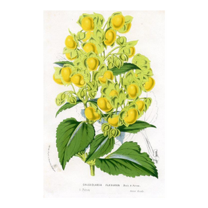 1877, Lady's Purse Botanical Print From Flore Des Serres, Belgium, Antique Lithograph Print