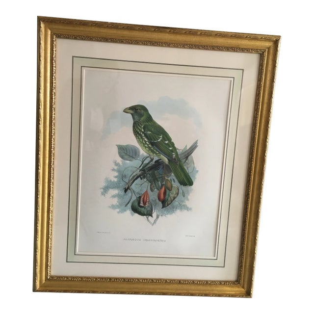 Early 20th Century Antique J.Wolf & J.Smith “Ailureadus Crassirostris” Lithograph Print For Sale