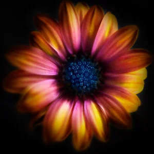 Contemporary Color Wheel Daisy Photography