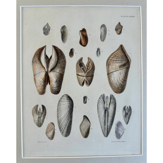 Mid 19th Century Pholas Shells, 19th Century Print For Sale - Image 5 of 5