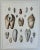 Mid 19th Century Pholas Shells, 19th Century Print For Sale - Image 5 of 5