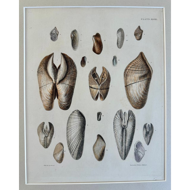 Mid 19th Century Pholas Shells, 19th Century Print (Unframed) For Sale - Image 5 of 5