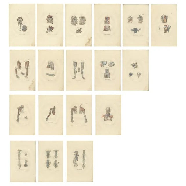 Mid 19th Century Anatomy Illustrations of Blood Vessels, 1839, Prints, Set of 18 For Sale - Image 5 of 5