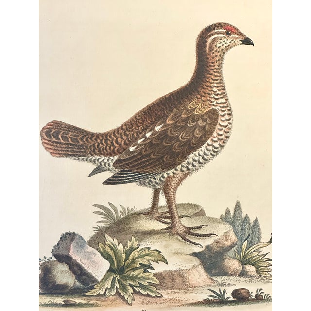 Original Copper Plate Engraving from A Natural History of Uncommon Birds by George Edwards, 1740. Edwards etched his...