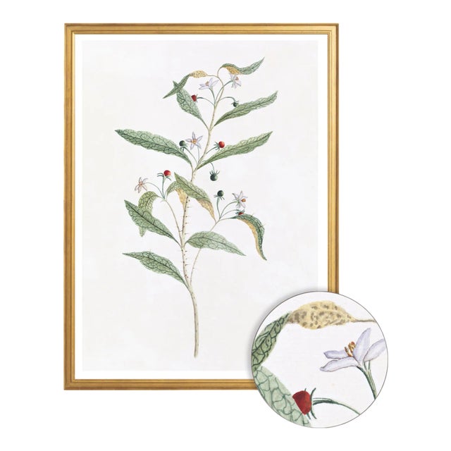 Celerie Kemble Curated Australian Botanical VIII (24x30) in Gold Frame For Sale