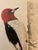 Original Redheaded Woodpecker Watercolor by James Mahoney For Sale - Image 4 of 11