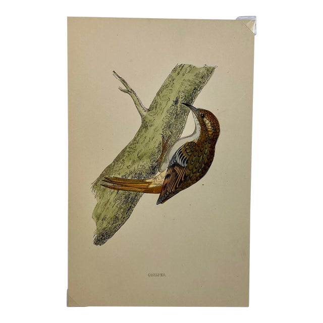 Antique Hand Tinted Bird Print From England Featuring a Brown Creeper - Circa 1880 For Sale