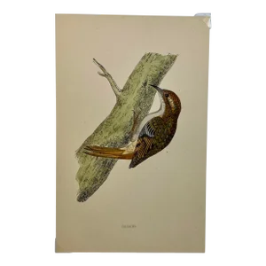 Antique Hand Tinted Bird Print From England Featuring a Brown Creeper - Circa 1880