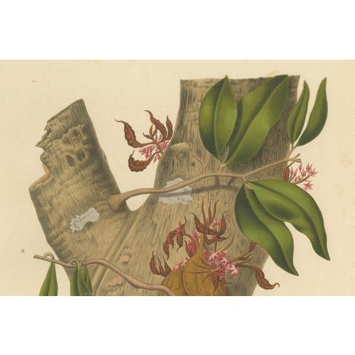 Berthe Hoola van Nooten, Namnam Tree, 1880, Chromolithograph For Sale - Image 5 of 7