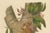 Berthe Hoola van Nooten, Namnam Tree, 1880, Chromolithograph For Sale - Image 5 of 7