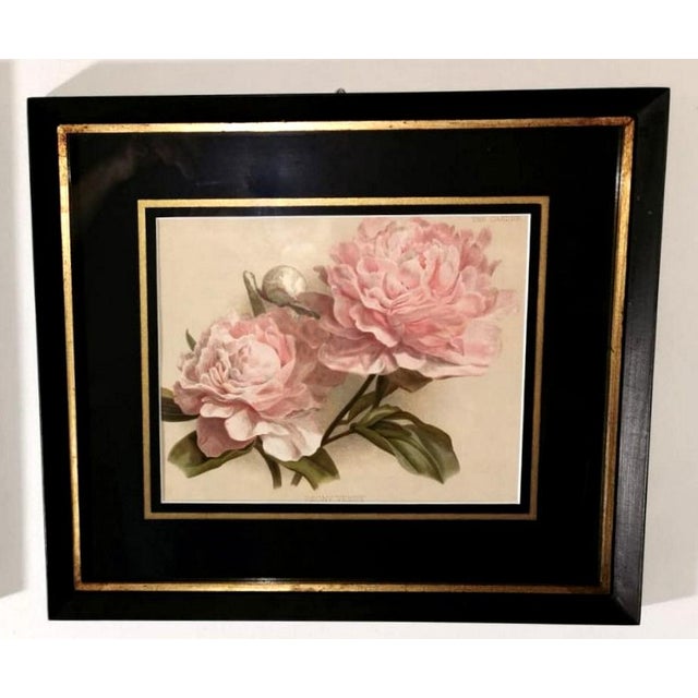 Framed Botanical Chromolithographic Prints England 1870 1880