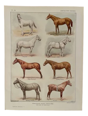 Maurice Dessertenne, Horses (Thoroughbred and Halfbred), 1920, Lithographic Engraving