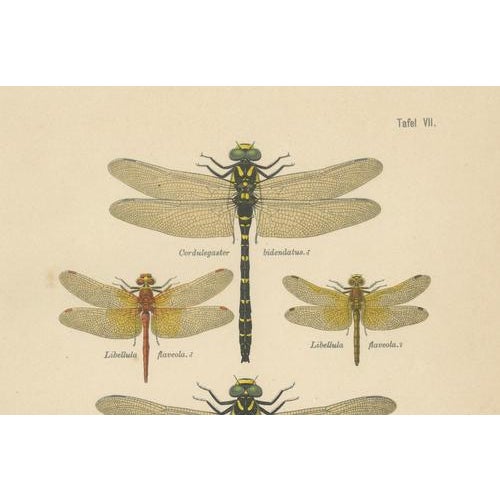 Dragonfly & Damselfly Lithographs by Richard Tümpel, 1908, Set of 3 For Sale - Image 13 of 14