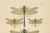 Dragonfly & Damselfly Lithographs by Richard Tümpel, 1908, Set of 3 For Sale - Image 13 of 14