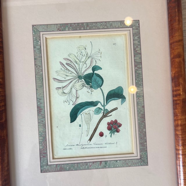 Antique 1837 English Botanical Framed Prints- Set of 3 For Sale - Image 11 of 12