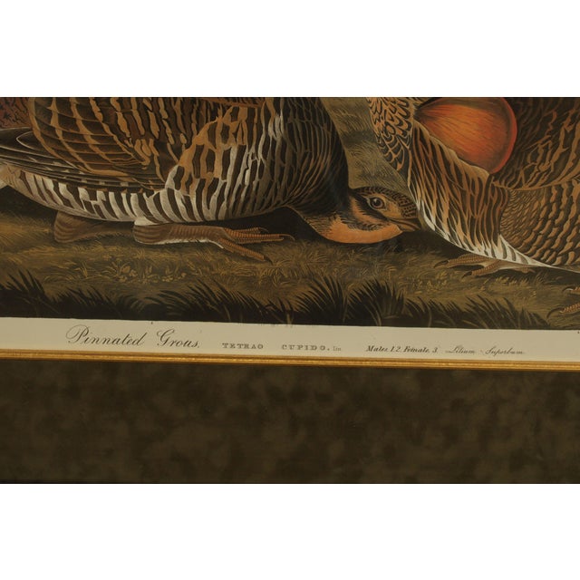 After John James Audubon "Pinnated Grous" No. 38 Plate CLXXXVI Double