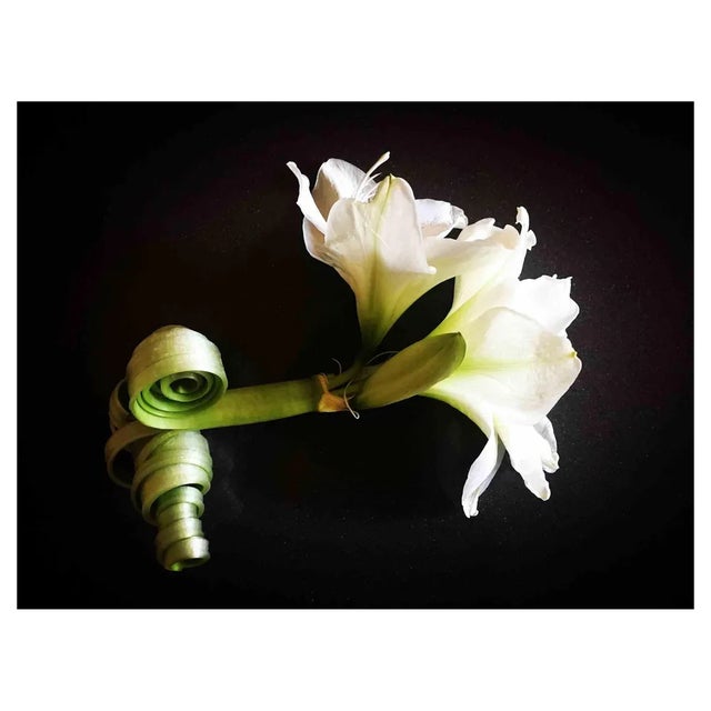 Cindi Emond, Flower with Curled Stem, Photograph, 2019 For Sale
