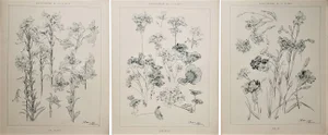 C1900 Botanical Studies-Set of 3, White Lily, Geranium, Carnation