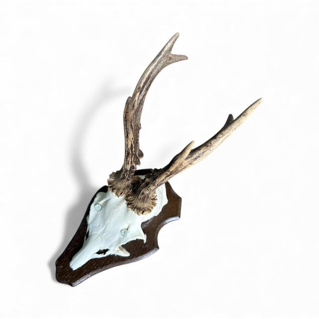 1980s Roe Deer Trophy 23 Black Forest Antlers For Sale - Image 4 of 5