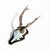 1980s Roe Deer Trophy 23 Black Forest Antlers For Sale - Image 4 of 5