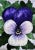 Giclee Print Purple “Viola” Watercolor Painting For Sale