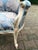 Wood 20c French Artisan Louis XVI Cream Blue Beech Settee For Sale - Image 7 of 11