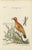 These prints belong to an era when scientific expeditions were beginning to bring back exotic species from distant lands,...