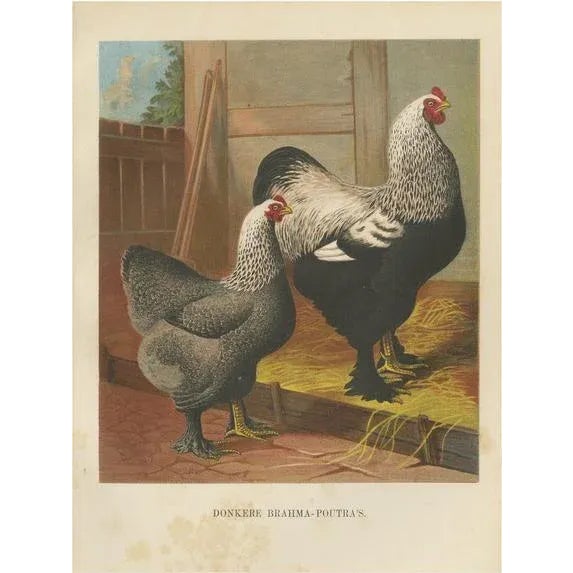 The Majestic Dark Brahma, 1888, Lithograph For Sale - Image 10 of 10