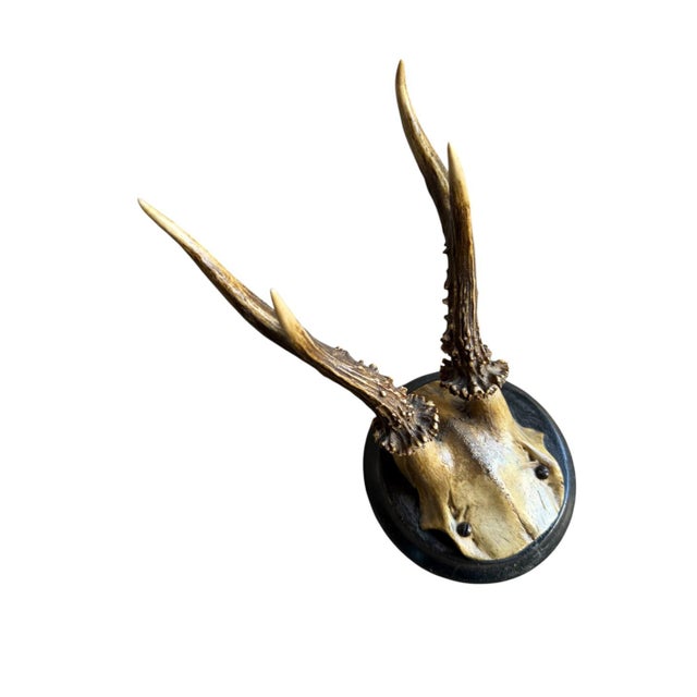 Roe deer trophy mounted on a round wood plaque.