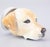 Tan English Staffordshire Labrador Retriever Dog Equestrian Stirrup Cup For Sale - Image 8 of 8