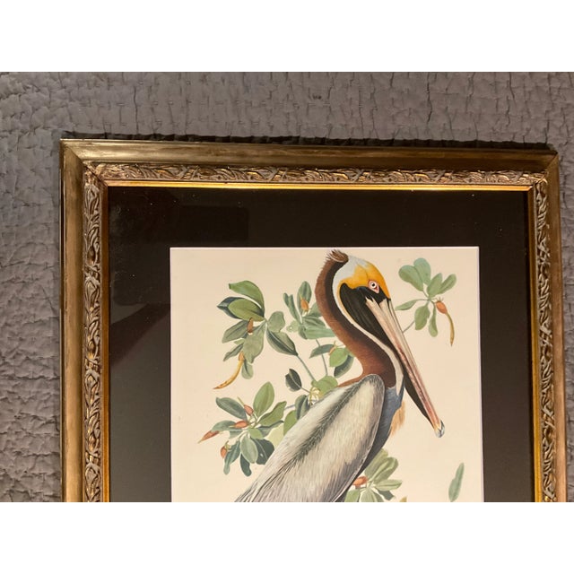 John James Audubon 1960s Audubon Folio Print, Brown Pelican After Audubon in Double Giltwood Fluted Frame with Linen Mat For Sale - Image 4 of 10