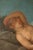 Venetian School Artist, Cherubs, Late 18th Century, Oil on Canvases, Framed, Set of 2 For Sale - Image 8 of 10
