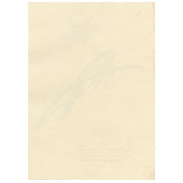 Louisa Hare, Yellow Water Iris with Dragonfly, 1800s, Watercolour For Sale - Image 6 of 7