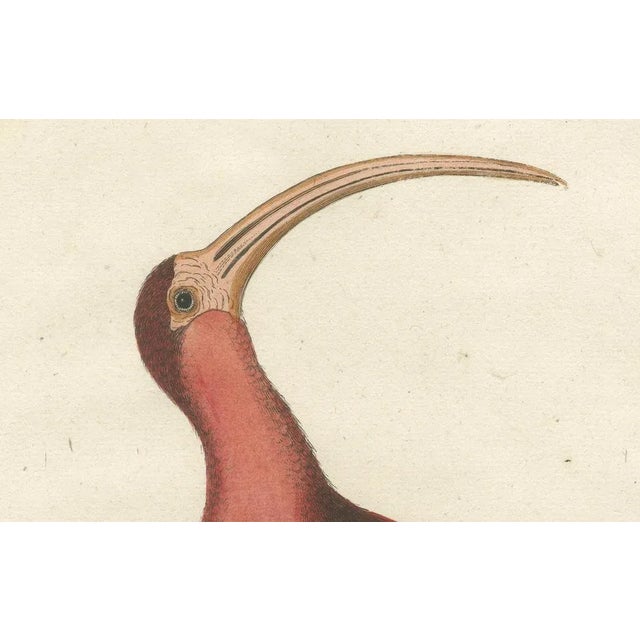 Johann Michael Seligmann, Red Curlew, 1770, Hand-Colored Engraving For Sale - Image 5 of 9