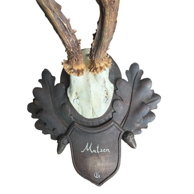Roe Deer Trophy 166 Black Forest Mount Circa 1904 For Sale - Image 4 of 5