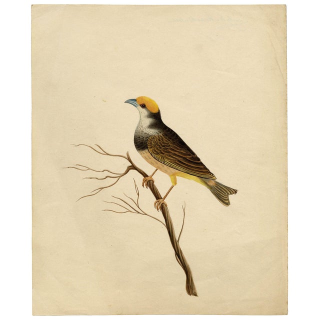 Indian Company School Artist, Indian Bird, 18th Century, Watercolor, Set of 8 For Sale - Image 6 of 18