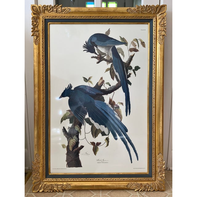John James Audubon Vintage Audubon Columbia Jay Lithograph in Gold Leaf Frame / Double Elephant Folio For Sale - Image 4 of 12