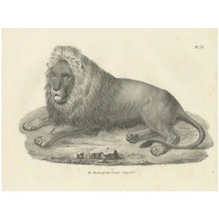 Barbary Lion, 1836, Lithograph For Sale
