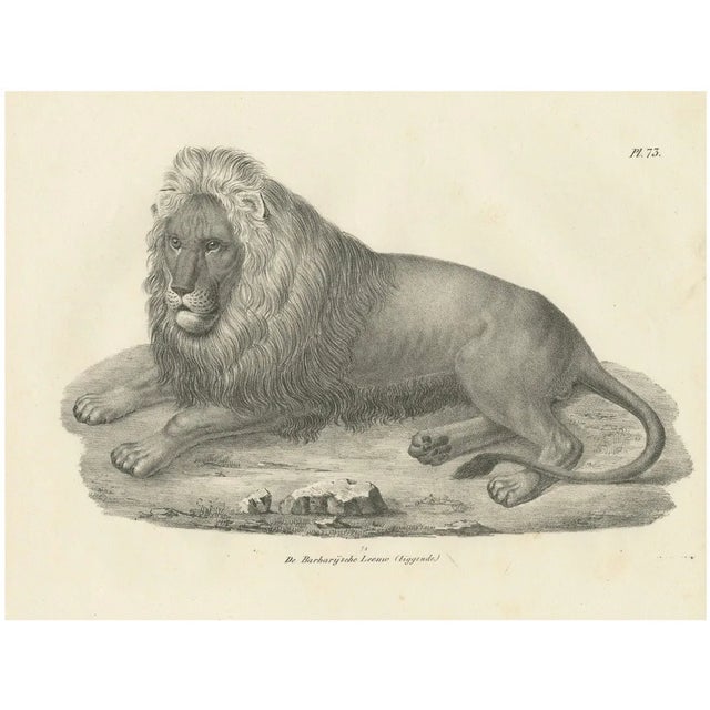 Barbary Lion, 1836, Lithograph For Sale