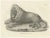 Barbary Lion, 1836, Lithograph For Sale