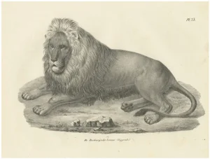 Barbary Lion, 1836, Lithograph