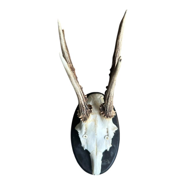 Early 1900s Roe Deer Trophy 178 Black Foerst Antlers For Sale