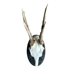 Early 1900s Roe Deer Trophy 178 Black Foerst Antlers