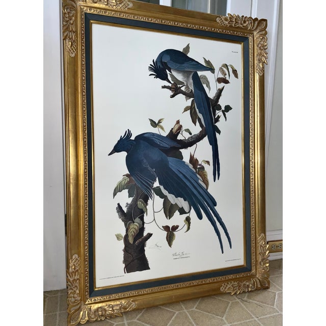 Mid 20th Century Vintage Audubon Columbia Jay Lithograph in Gold Leaf Frame / Double Elephant Folio For Sale - Image 5 of 12